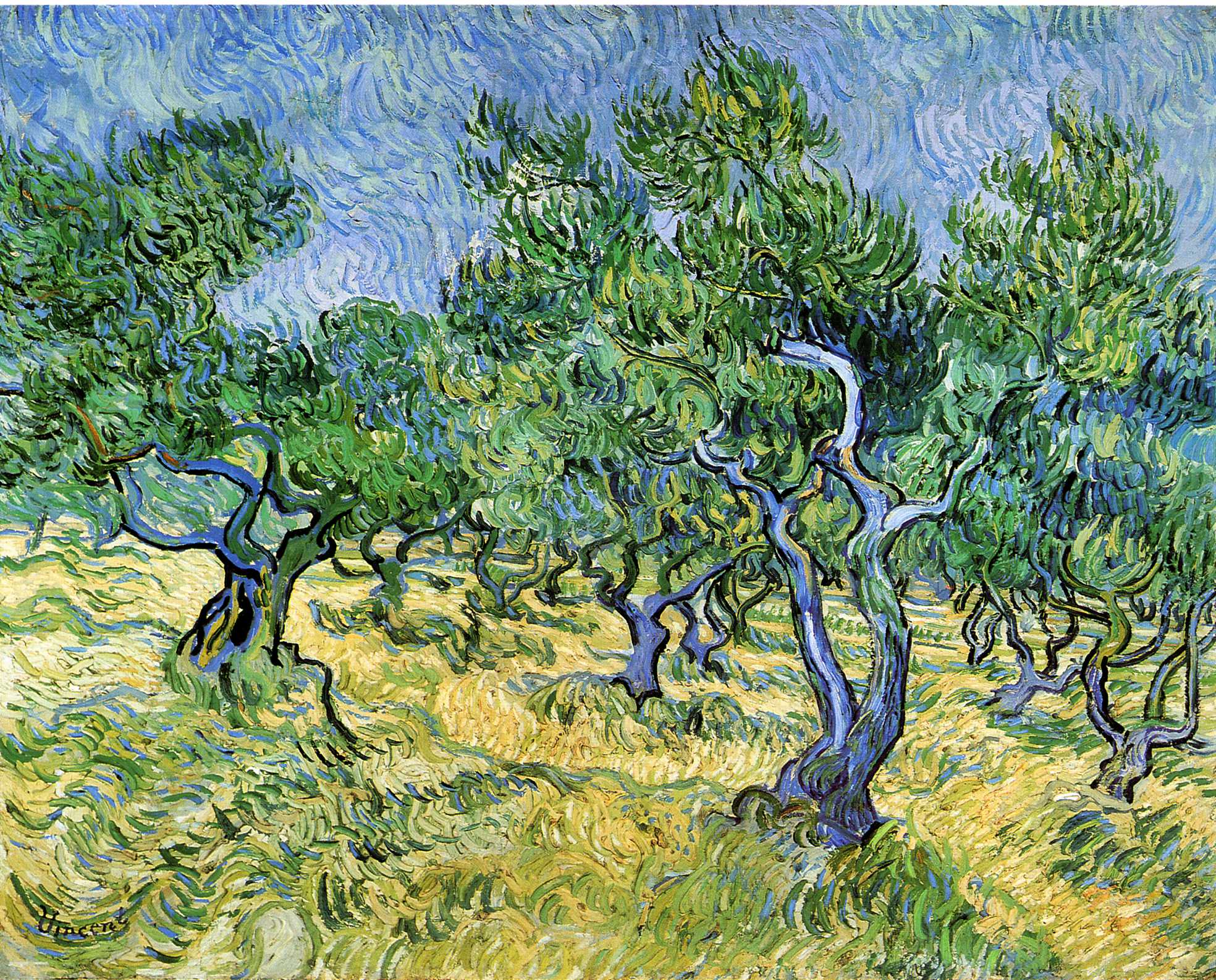 Olive Grove - Van Gogh Painting On Canvas